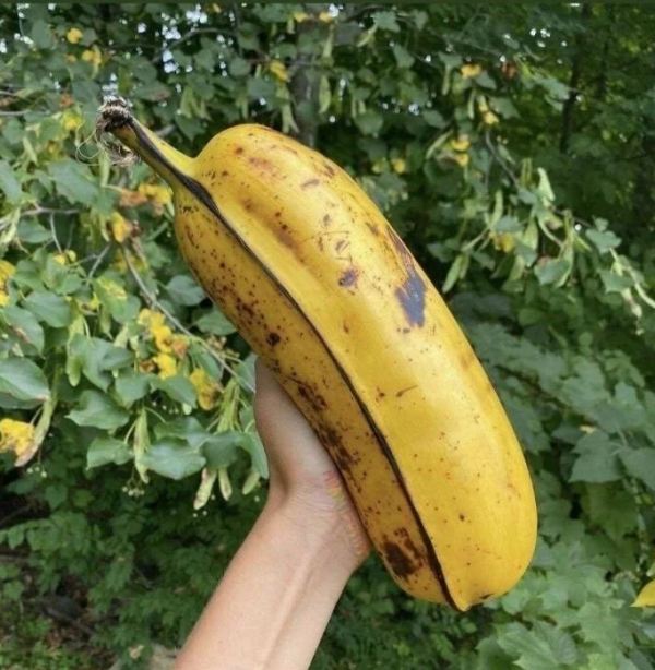 어마한 대왕 크기의 바나나