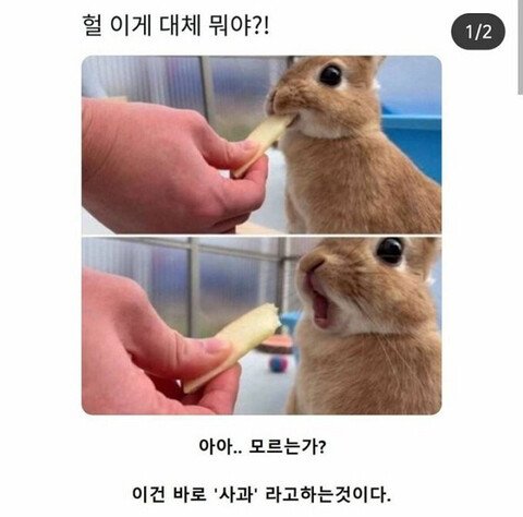 헐 이게 대체 뭐야