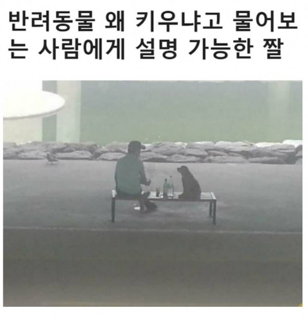 반려동물을 키울수밖에 없는 이유