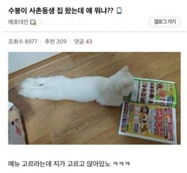 사촌동생 집 왔는데 얘 뭐냐