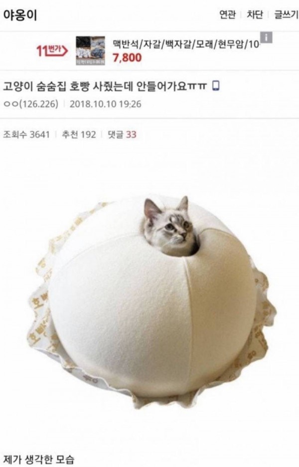 생각한 모습과 다른 고양이 호빵